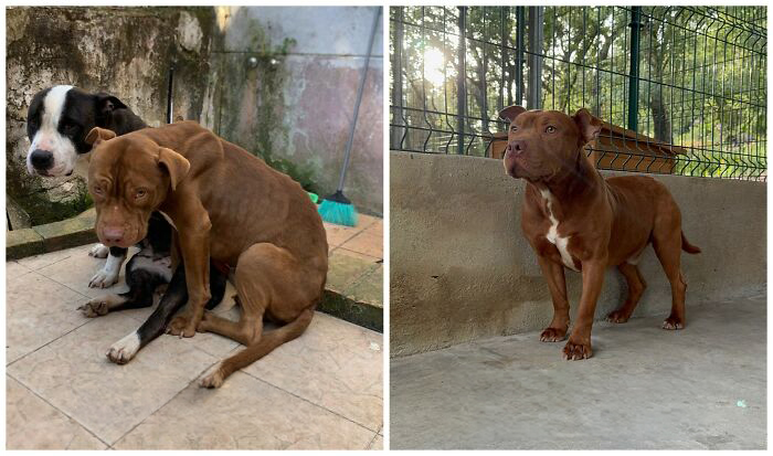 25 Powerful Before And After Photos Of Rescued Dogs That Show How Love Can Change A Life