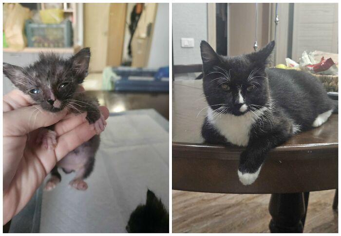 25 Heartwarming Before And After Photos Showing Just How Much Kittens Change As They Grow Up (New Pics)