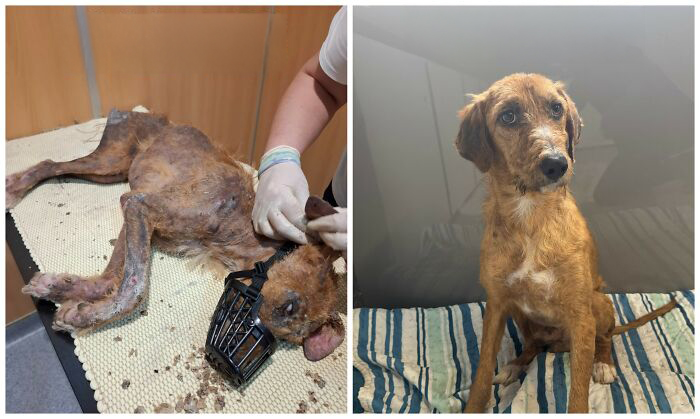 25 Powerful Before And After Photos Of Rescued Dogs That Show How Love Can Change A Life