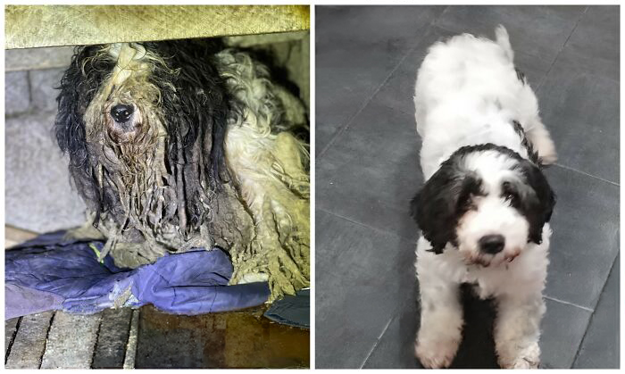 25 Powerful Before And After Photos Of Rescued Dogs That Show How Love Can Change A Life