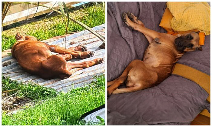 25 Powerful Before And After Photos Of Rescued Dogs That Show How Love Can Change A Life