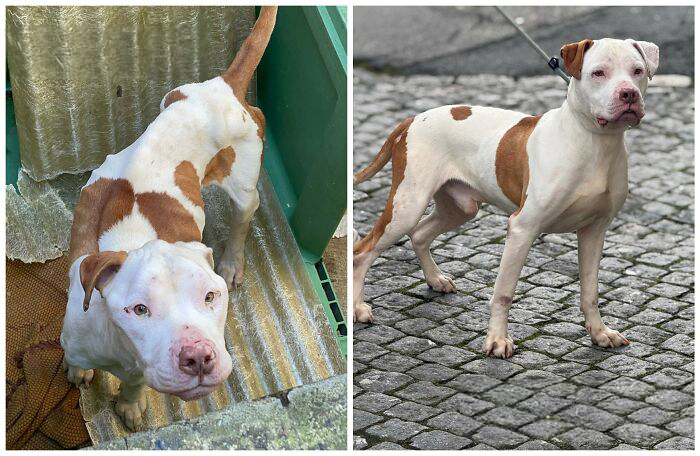 25 Powerful Before And After Photos Of Rescued Dogs That Show How Love Can Change A Life