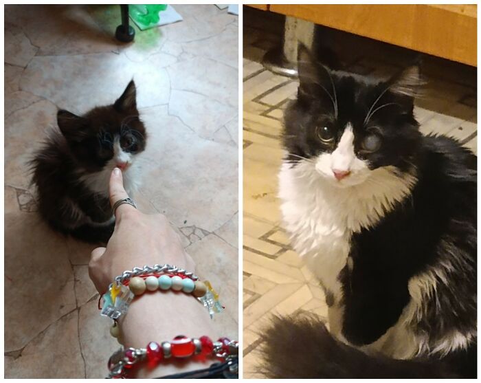 25 Heartwarming Before And After Photos Showing Just How Much Kittens Change As They Grow Up (New Pics)