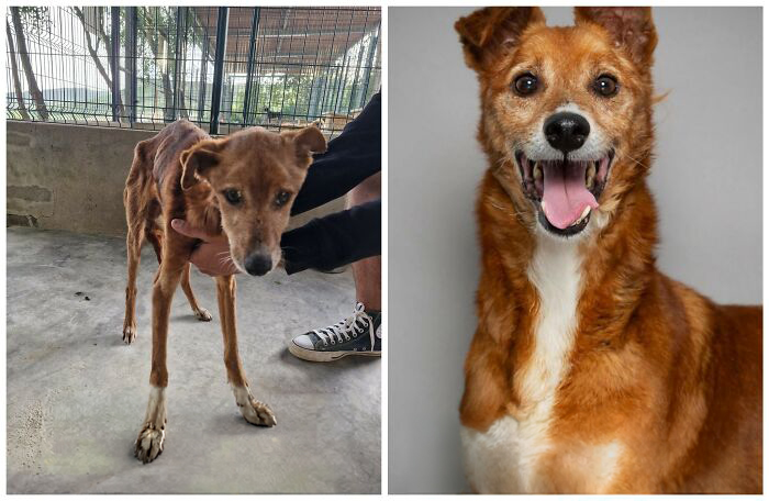 25 Powerful Before And After Photos Of Rescued Dogs That Show How Love Can Change A Life