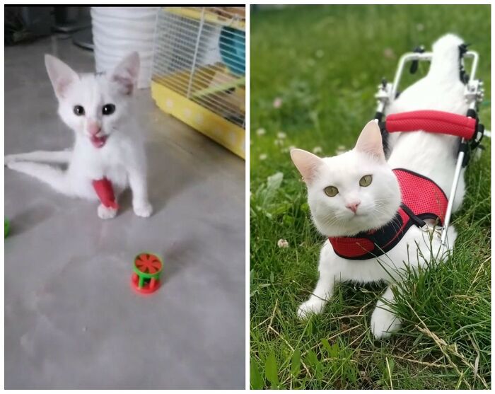 25 Heartwarming Before And After Photos Showing Just How Much Kittens Change As They Grow Up (New Pics)