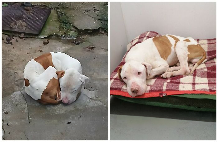 25 Powerful Before And After Photos Of Rescued Dogs That Show How Love Can Change A Life