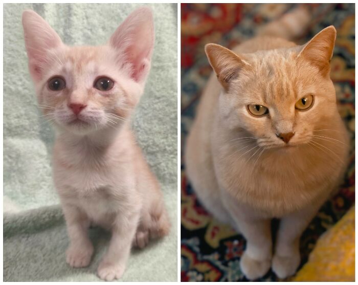 25 Heartwarming Before And After Photos Showing Just How Much Kittens Change As They Grow Up (New Pics)