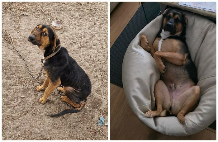 25 Powerful Before And After Photos Of Rescued Dogs That Show How Love Can Change A Life