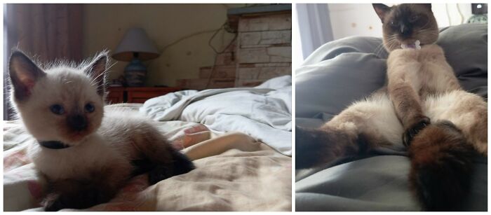 25 Heartwarming Before And After Photos Showing Just How Much Kittens Change As They Grow Up (New Pics)