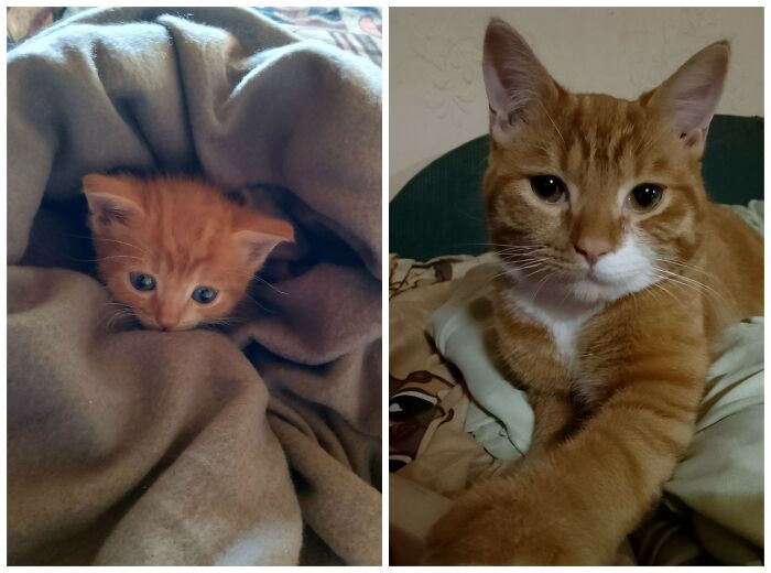 25 Heartwarming Before And After Photos Showing Just How Much Kittens Change As They Grow Up (New Pics)