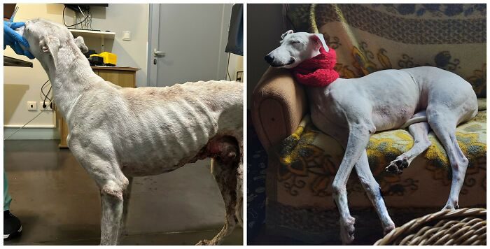 25 Powerful Before And After Photos Of Rescued Dogs That Show How Love Can Change A Life