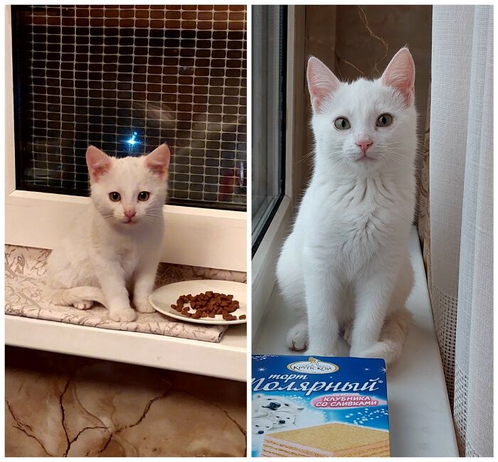 25 Heartwarming Before And After Photos Showing Just How Much Kittens Change As They Grow Up (New Pics)