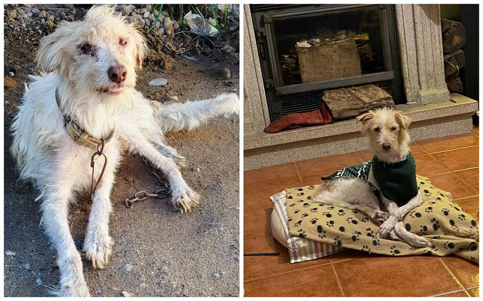 25 Powerful Before And After Photos Of Rescued Dogs That Show How Love Can Change A Life
