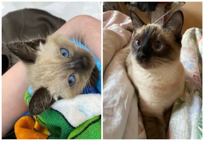 25 Heartwarming Before And After Photos Showing Just How Much Kittens Change As They Grow Up (New Pics)