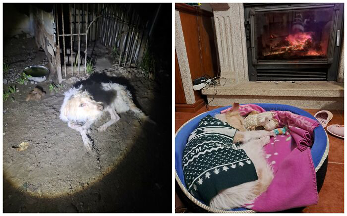 25 Powerful Before And After Photos Of Rescued Dogs That Show How Love Can Change A Life