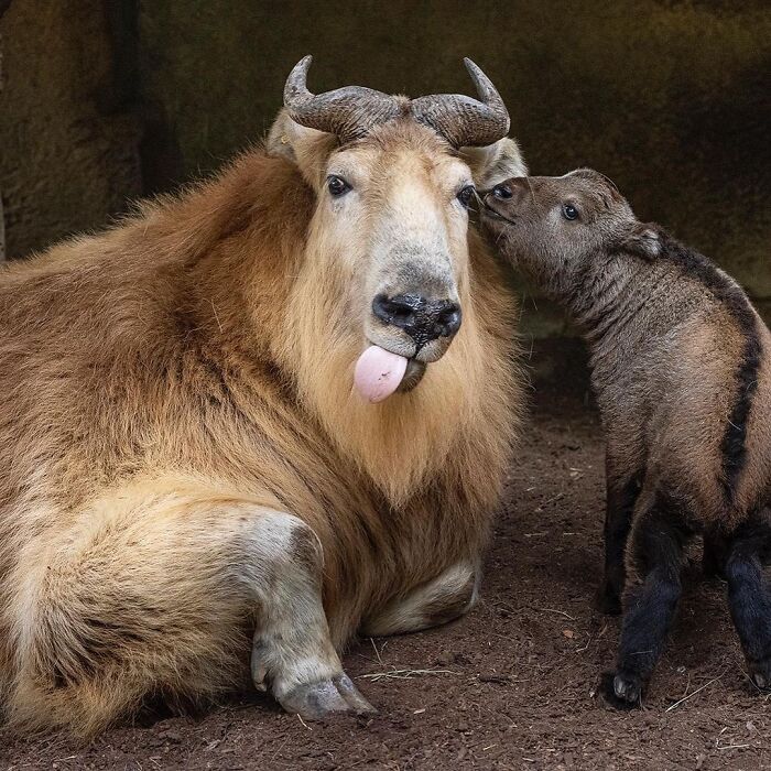 30 Heartwarming Photos Of Animal Moms And Their Babies Shared By Zooborns That Will Melt Your Heart