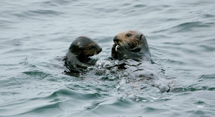Two sea otters floating on their backs in the water, a memorable image for useless facts about animal behavior.