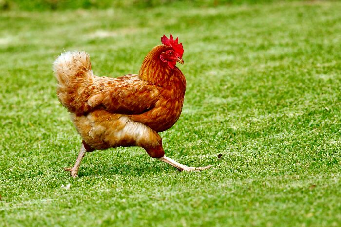 A chicken running across a green lawn, a useless fact about chickens.