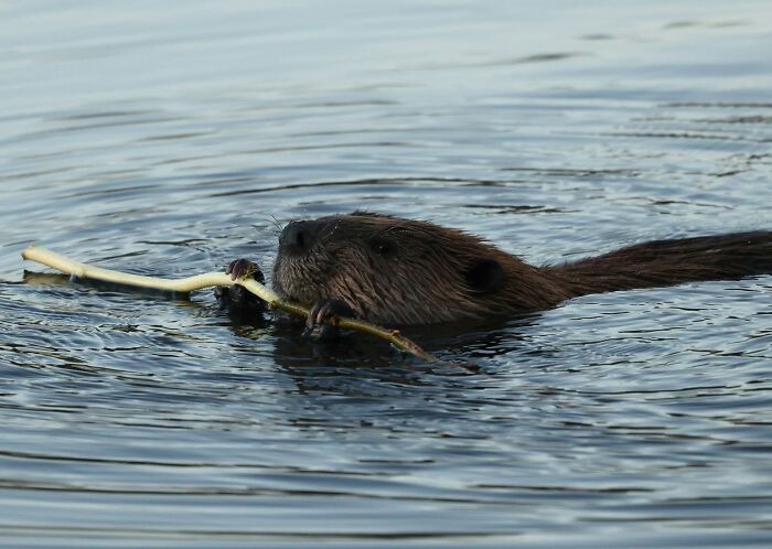 A beaver swimming in water, holding a stick in its mouth, exemplifying a silly solution that works.