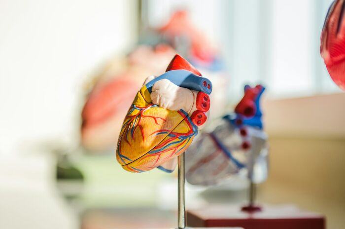 Colorful human heart model showing anatomy for body facts