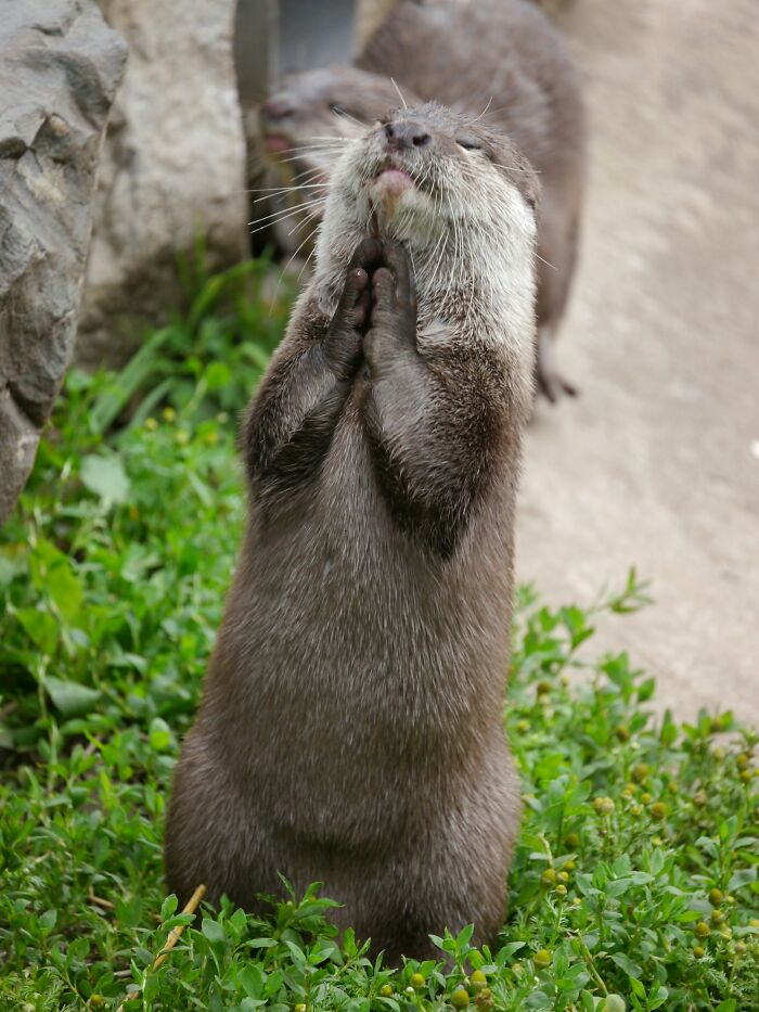 An otter standing with paws together, illustrating one of 52 facts about Wyoming's 2 escalators.