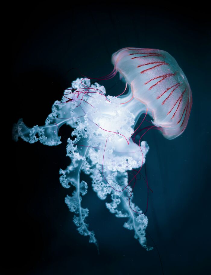 A glowing white and red jellyfish swimming in dark water, a fascinating useless fact.