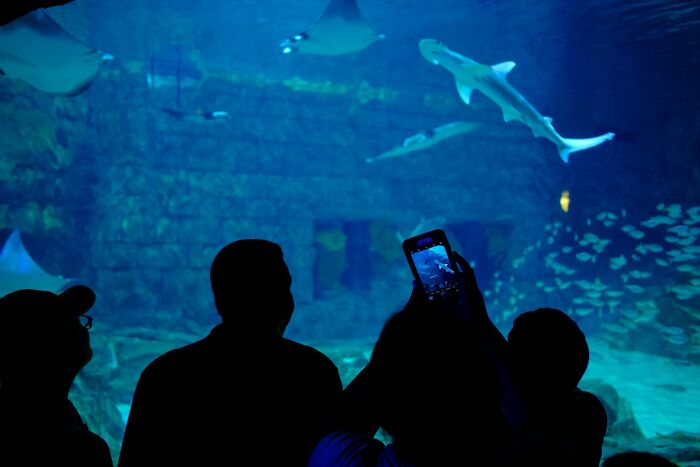 Silhouettes of people watching fish in an aquarium, with one person taking a photo, depicting unusual jobs people get hired for.