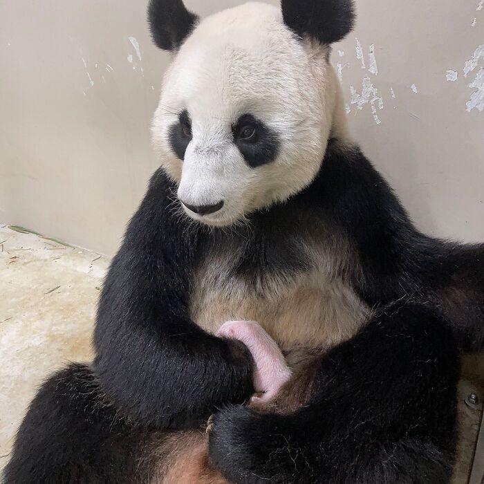 30 Heartwarming Photos Of Animal Moms And Their Babies Shared By Zooborns That Will Melt Your Heart