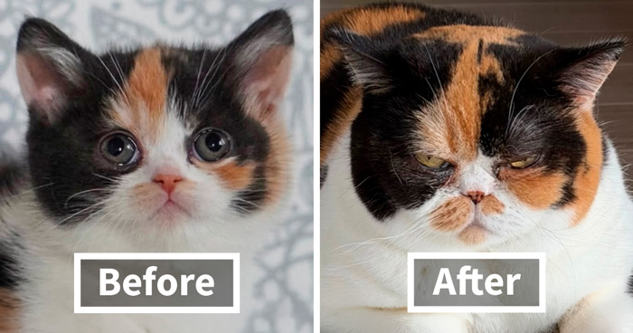 “Cat Grows”: 25 Adorable New Side-By-Side Comparisons Of Cats Now And When They Were Little
