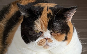 This Community Shares Cats As Kittens And Adults, And The Transformations Are Delightful (25 New Pics)