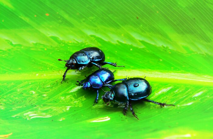 Three iridescent beetles crawling on a vibrant green leaf, hinting at strange jobs in entomology or nature.