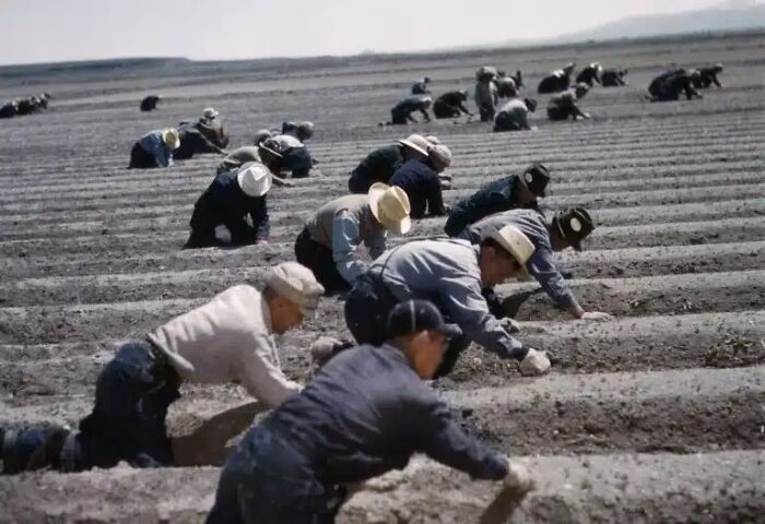 Many people are visible working in rows in a field, a poignant scene from a collection of impossible to explain historical photos.