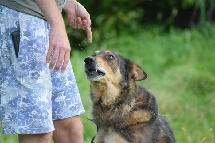 A person in floral shorts points a finger at a brown and black dog, which looks up with a confused expression. Dogs get confused by human habits.