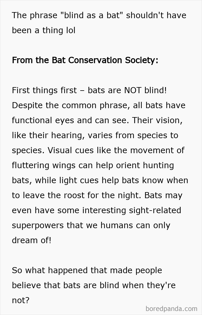 Text explaining bats are not blind and have vision advantages