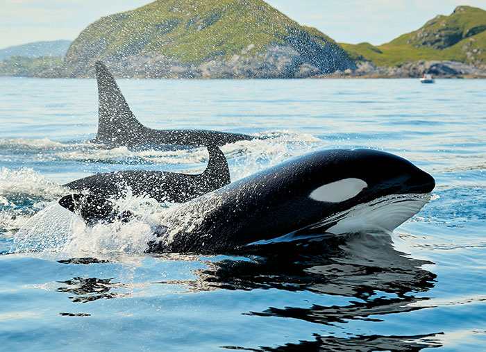 77 Cool Facts Ranging From Mildly Surprising To Truly Unbelievable (New Pics)
