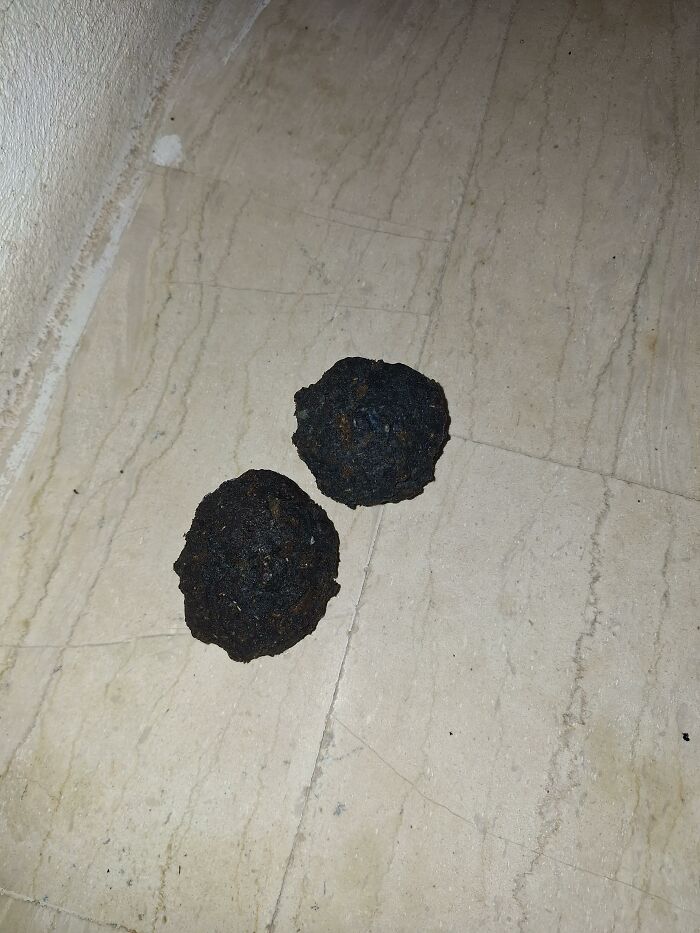 Two dark, round masses on a light-colored tiled floor, things that should really be left alone.