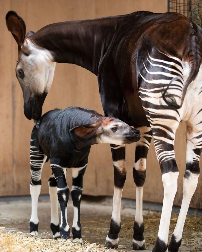 30 Heartwarming Photos Of Animal Moms And Their Babies Shared By Zooborns That Will Melt Your Heart