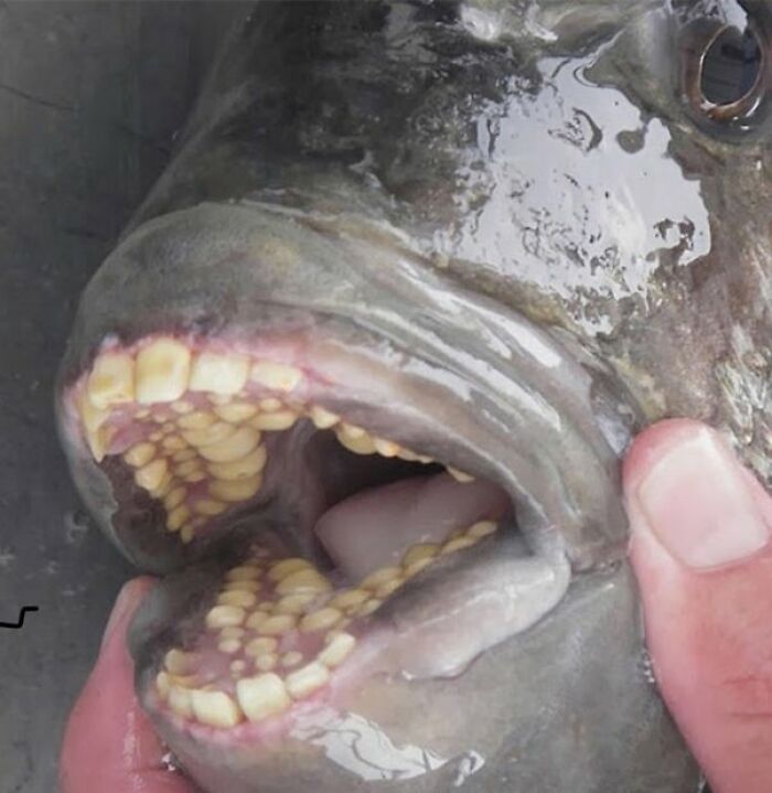 Close-up of fish with human-like teeth in creepy photo