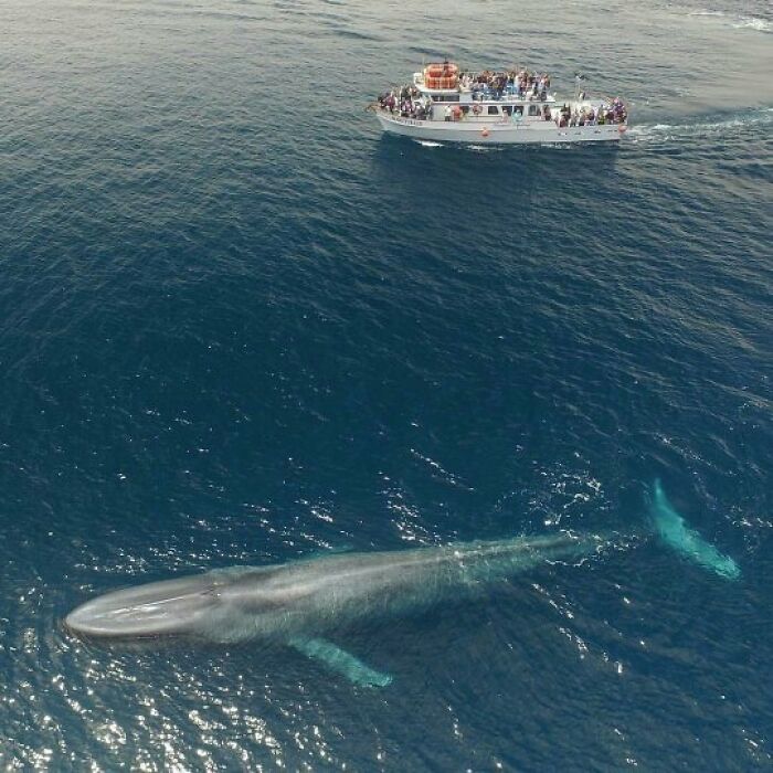 Creepy large whale swimming near crowded boat in ocean