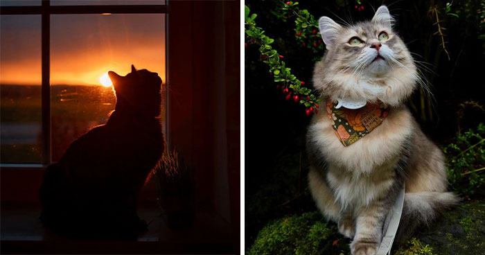 41 Aesthetic Cat Photos Shared By This Page That Capture Felines At Their Most Majestic