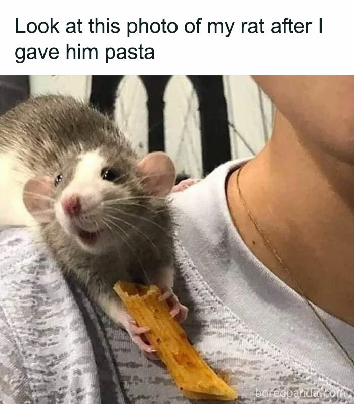Rat happily holding pasta after being fed