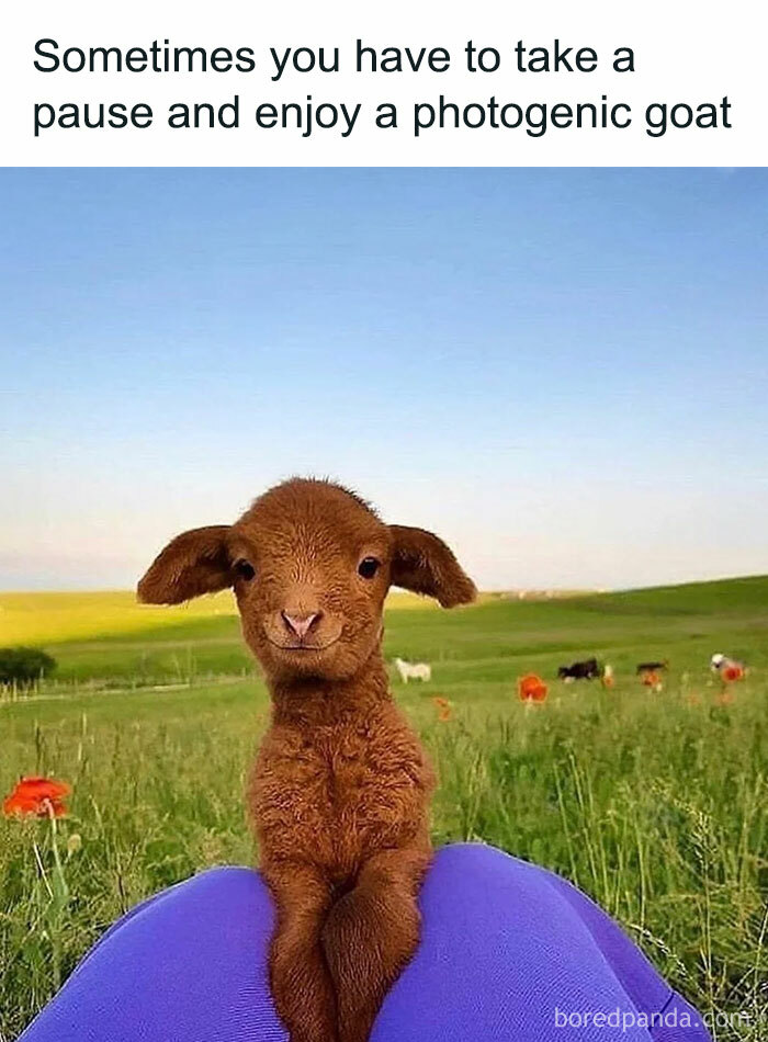 Brown photogenic goat sitting on knees outdoors with green field meme