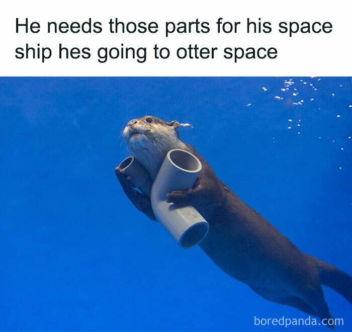 Underwater otter holding pipes humorously captioned otter space animal meme