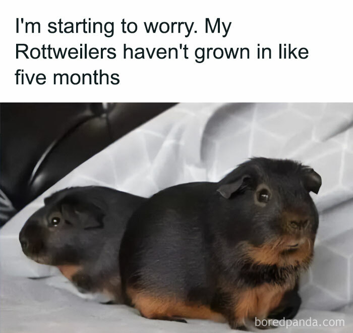 Two guinea pigs with a meme about not growing like Rottweilers