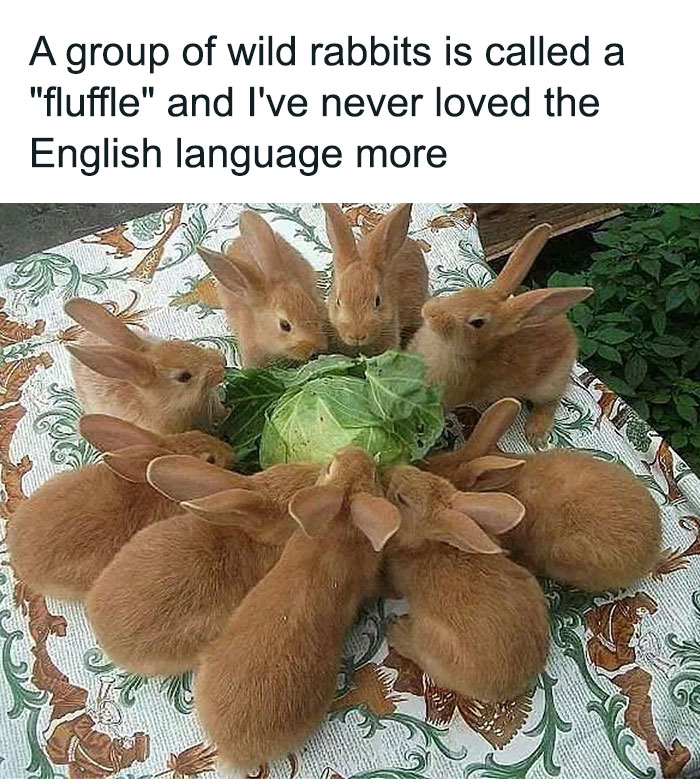 Group of wild rabbits called a fluffle eating greens animal meme