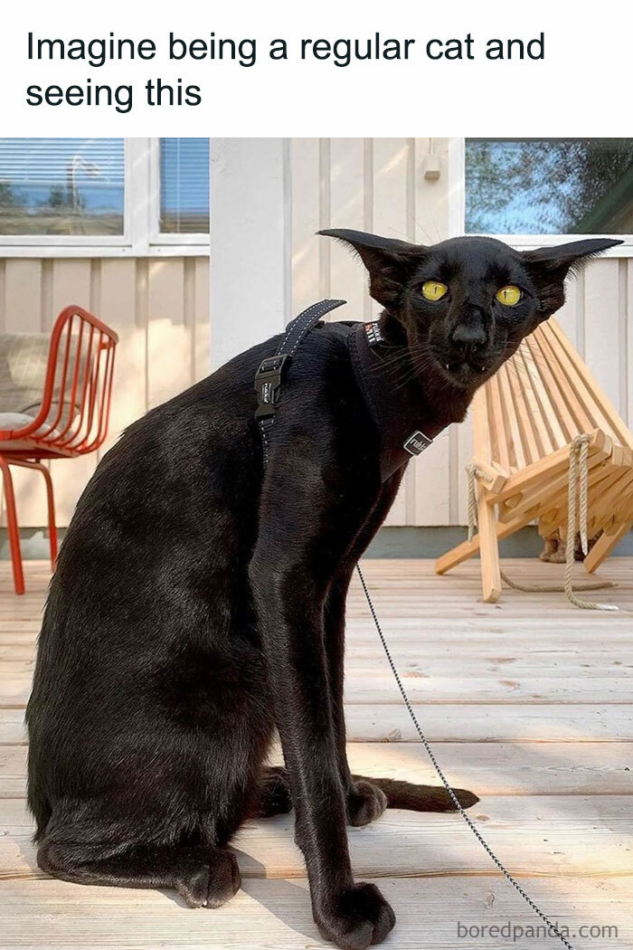 Weird black cat with unusual face sitting outdoors