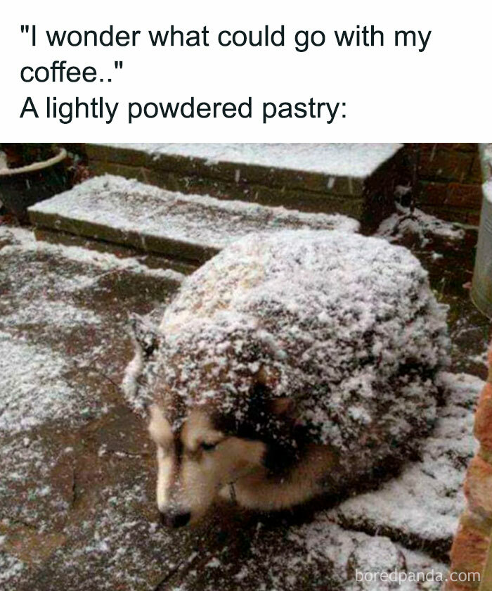 Snow-covered dog resembling a lightly powdered pastry near steps