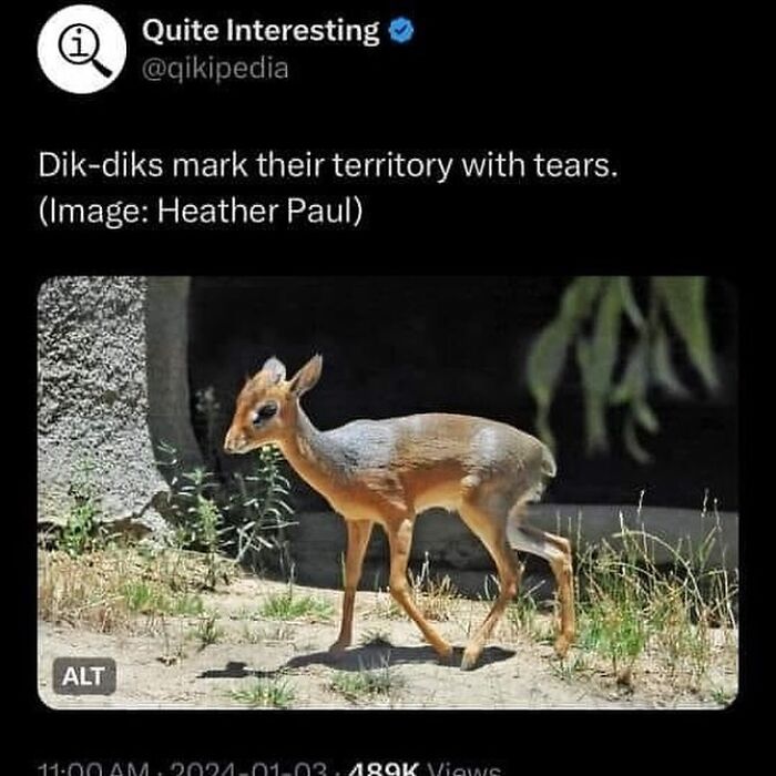 Fact about dik-diks marking territory with tears in nature