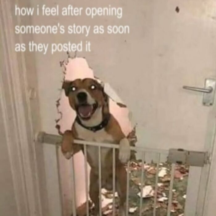 Happy dog breaking through wall for social media story cheerfully pessimistic meme