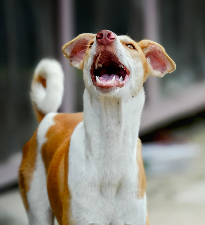 Happy dog with white and brown coat looking upward
